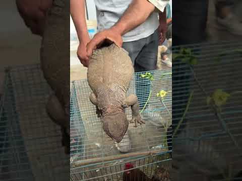 مستحيل اكو ناس تاكل ضب فلوكات عباس محسن