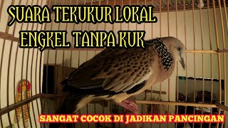 Suara Tekukur Engkel Tanpa Kuk Cocok Untuk Pancingan