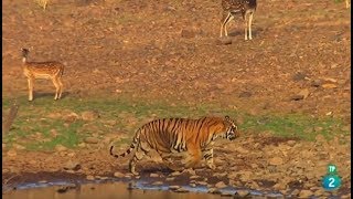 Secretos De La India Salvaje Las Selvas Del Tigre - Grandes Doentales