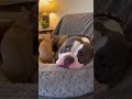 😳🐕💥 “He Woke Up to the WORST Surprise” #FunnyDogs #DogReaction #PetComedy #YouTubeShorts #viral
