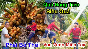 Quá Đáng Tiếc Cưa Bỏ 2 Cây Dừa Siêu Trái Cạnh Nhà Cưa Kỹ Thuật Cao Vua Vượn Miền Tây