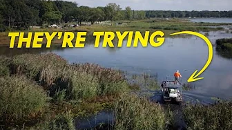 Can these invasive reeds be stopped? | Great Lakes Now