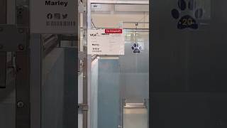 What A Joyful Day Big Boy Marley Found His Forever Home And Its All The Way In Virginia