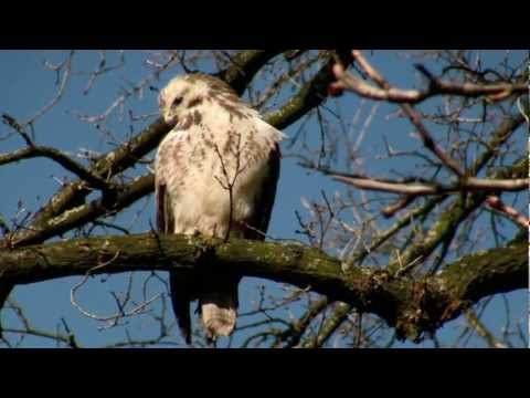 overbuurman de buizerd