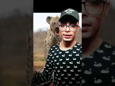 لماذا لا يدفن الضبع الا بوجود الشرطة السبب هيصدمك