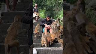 monkey eat giant tomato #feedinganimal