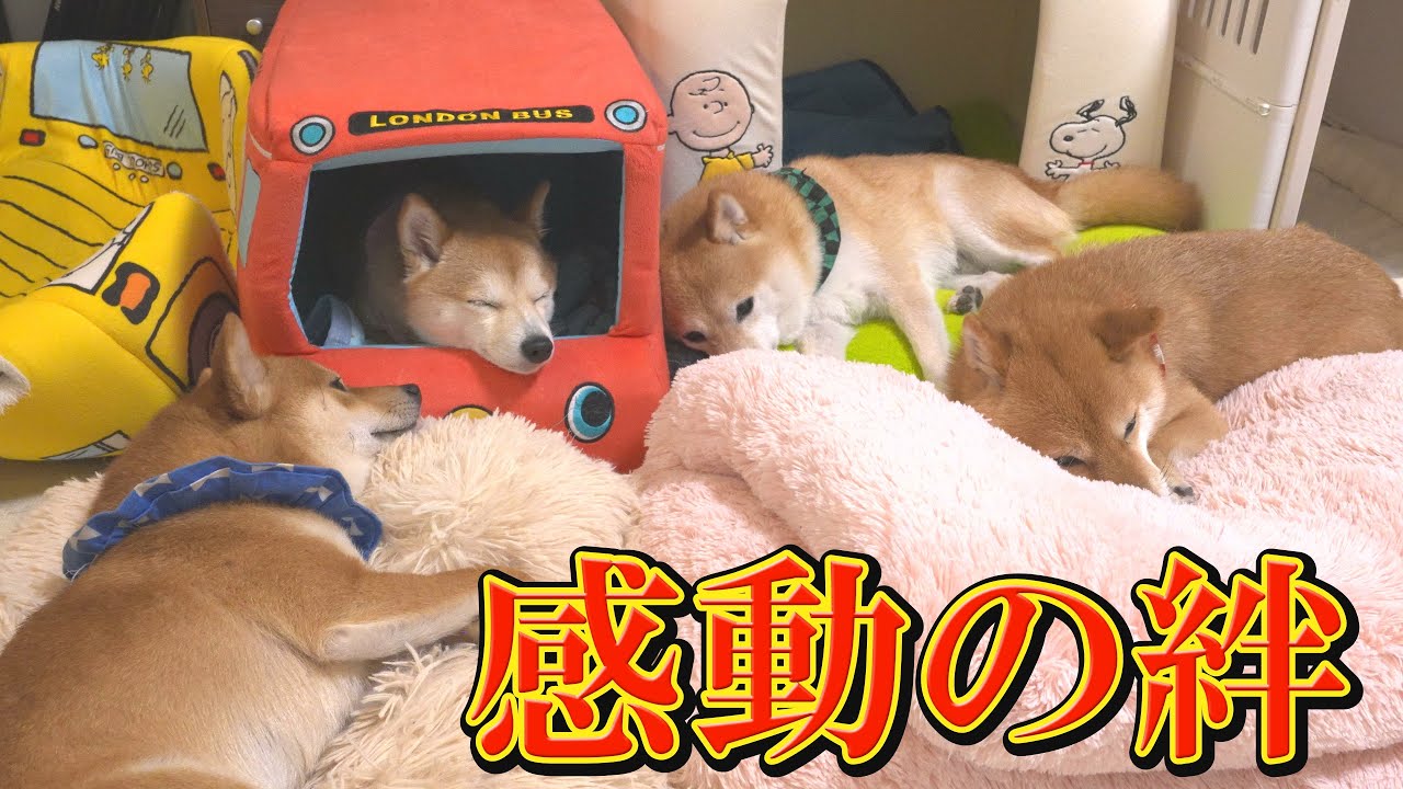 I was moved by the courage of the younger Shiba Inu who changed