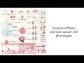 Cancer phenotype and Extra cellular Matrix (ECM) Stiffness #Code: 551