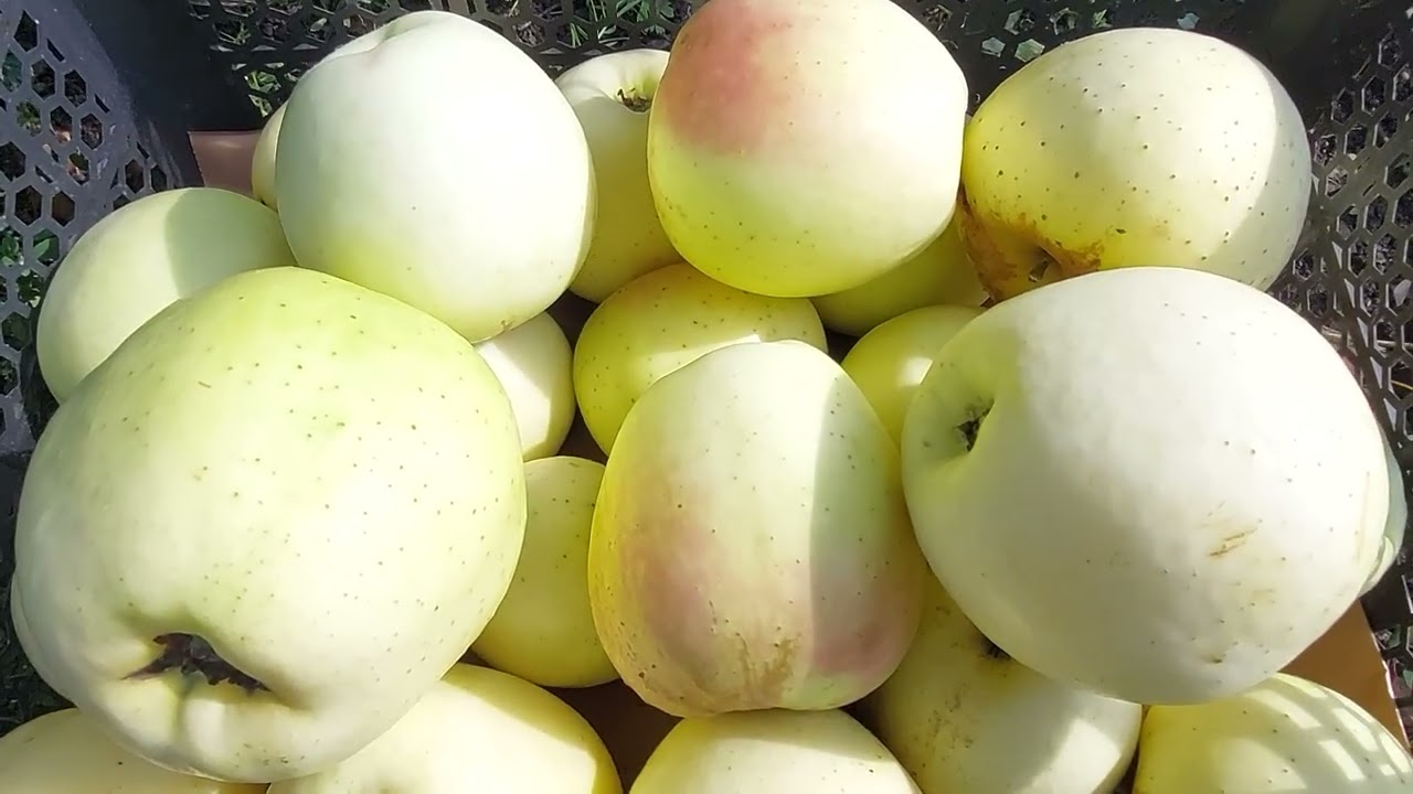  Мартовское.(Антоновка обыкновенная скрещенная с сортом Мекинтош).2025г.