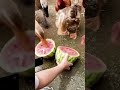Feeding Leftover Watermelon to Birds