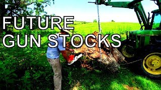 Harvesting A Root Ball For The First Time,