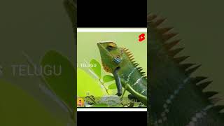 AMAZON FOREST#shorts #interesting #telugu #facts