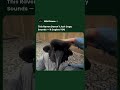A Raven's Syrinx Can Replicate Human Speech — Pitch, Tone and All #shorts #wildlife #facts