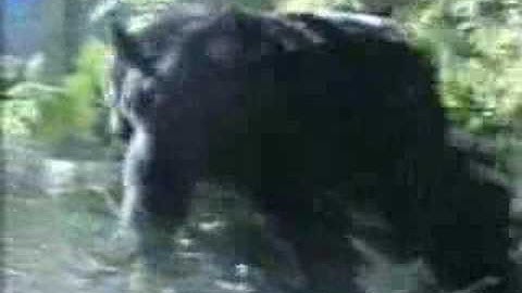 Drunken Bear on Fermenting Apples