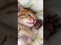 可愛い子猫
