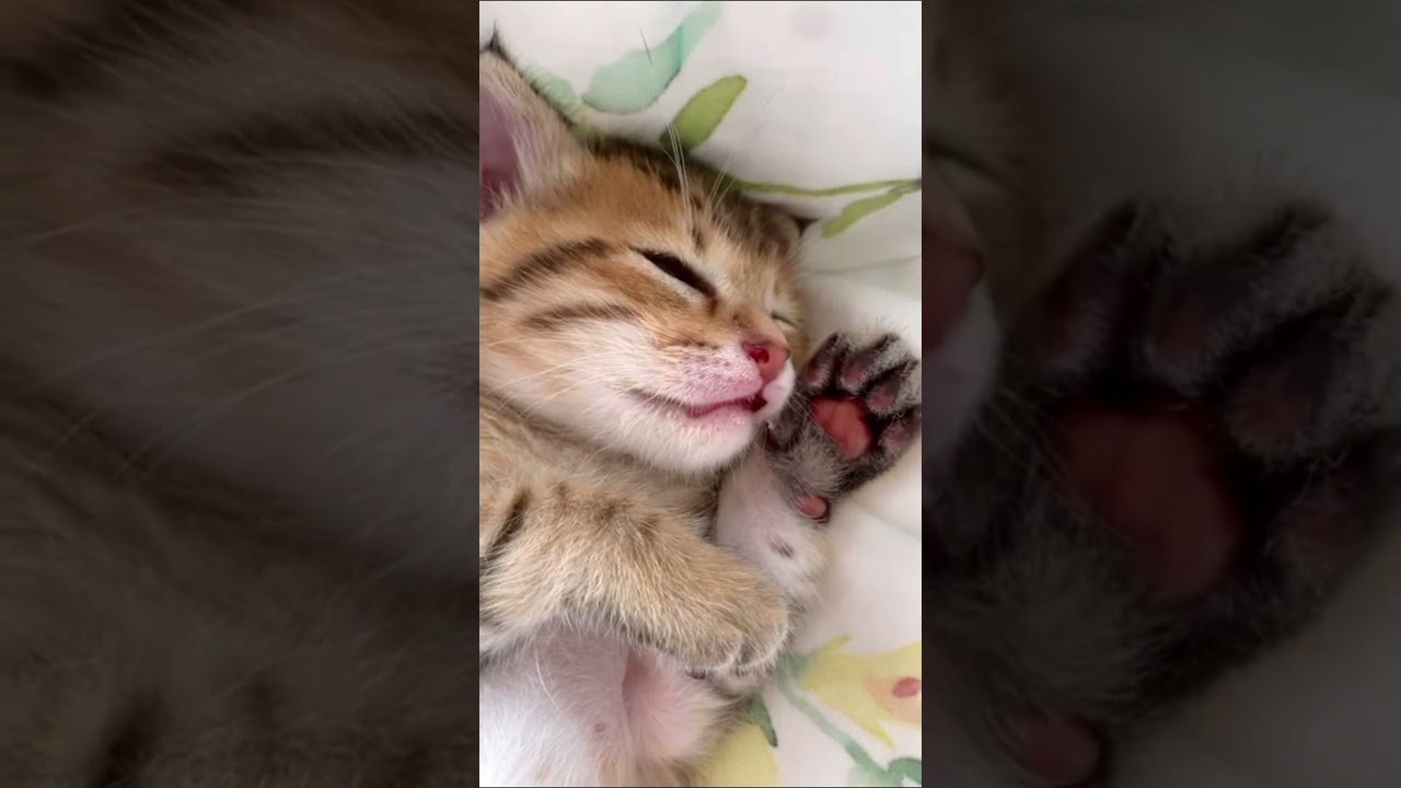 可愛い子猫
