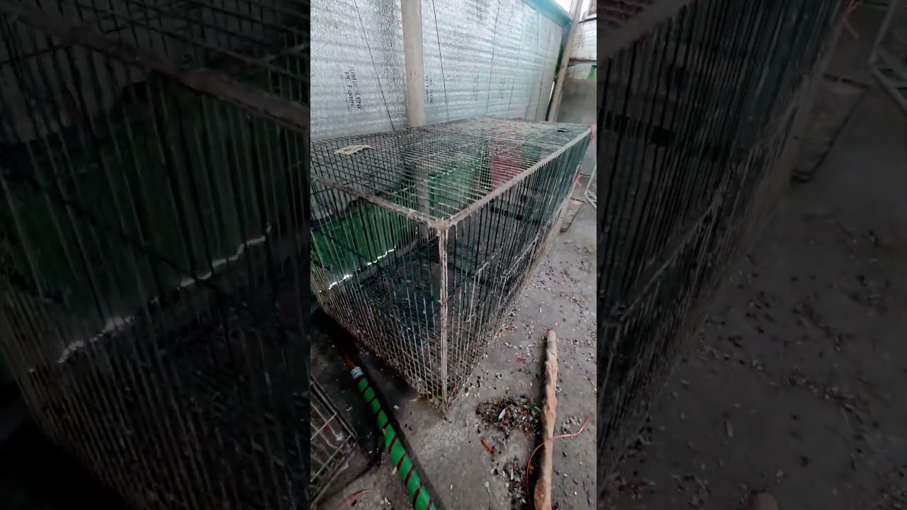 Bird Cage