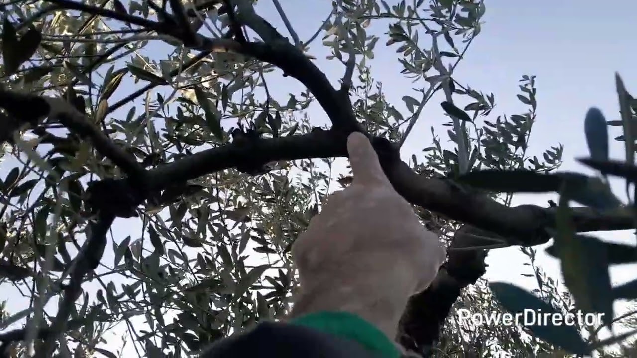 Mezclando la poda Sevillana con la poda de Jaén.