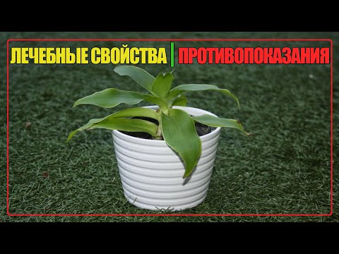 ЗОЛОТОЙ УС ЛЕЧЕБНЫЕ СВОЙСТВА И ПРОТИВОПОКАЗАНИЯ