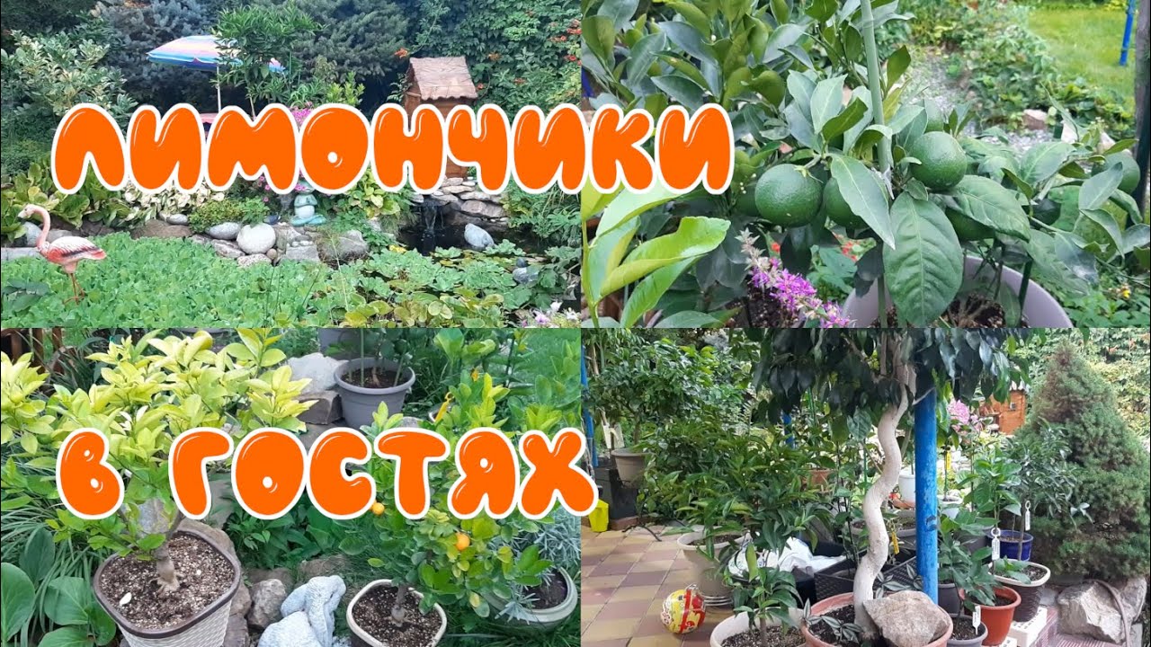 Лимончики растут на балкончике