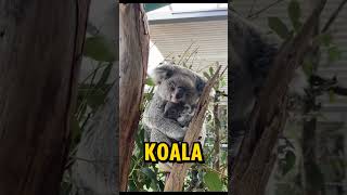 Así es un koala bebé ?❤️ shorts