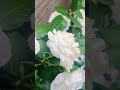 #youtubeshorts #naturelovers #music #fypシ゚viral #fyp #flowers #youtuber #earrings