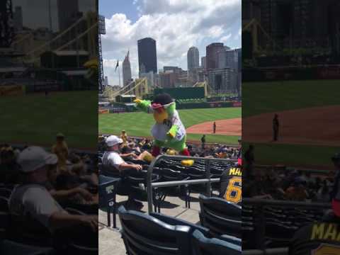 Pirate Parrot Climbs