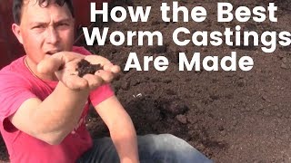 How the Best Worm Castings are Made that Can Double Your Harvest