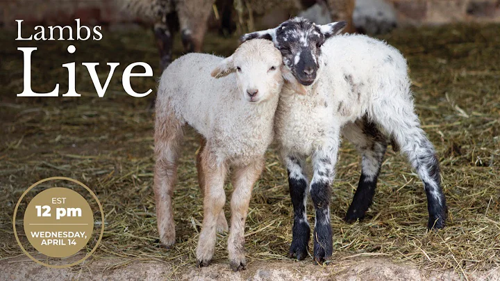 Live with Lambs!
