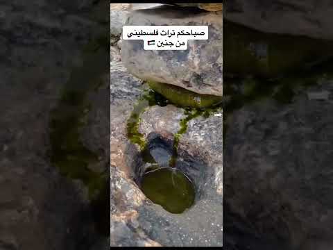 فلسطين طريقة قديمة وتراثية في عصر الزيتون من مدينة