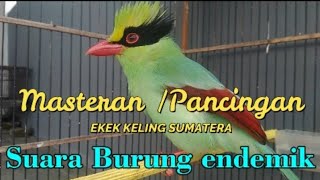 MASTERAN/PANCINGAN BURUNG EKEK KELING SUMATERA #BURUNG ENDEMIK#shorts