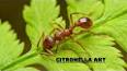 The Intriguing World of Ants: From Colony Dynamics to Ecological Impact ile ilgili video