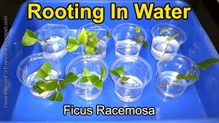 Cuttings Of Ficus Racemosa / Cluster Fig Tree Growing In Water - 1/4