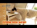 DIY: UNA MESA NUEVA PARA NUESTRO GALGO ESPAÑOL - Las Memorias de Geisha