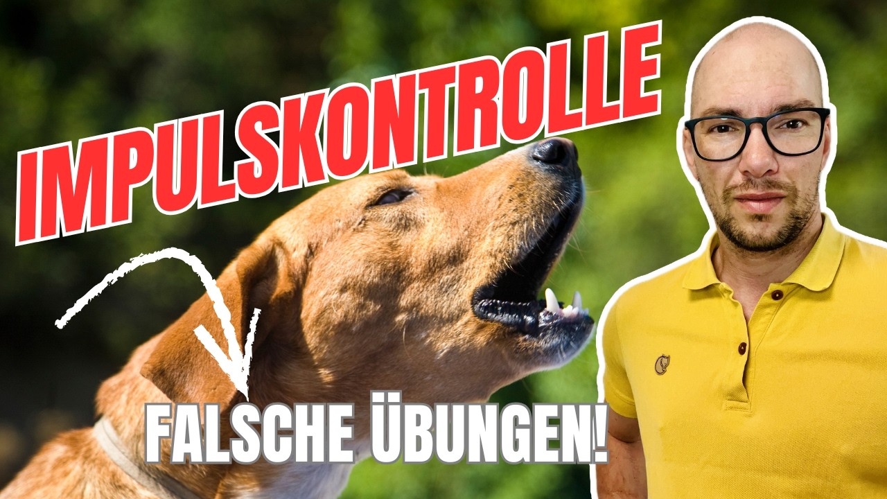 Impulskontrolle beim Hund stärken: DAS musst du wissen.