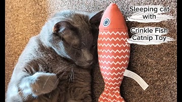 Watch My Cat Go WILD with These Crinkle Fish Catnip Toys! #ad