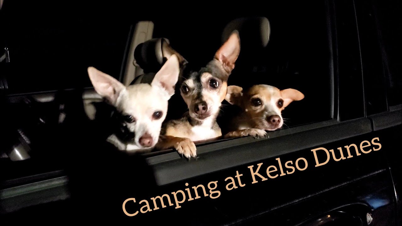 Camping at Kelso Dunes