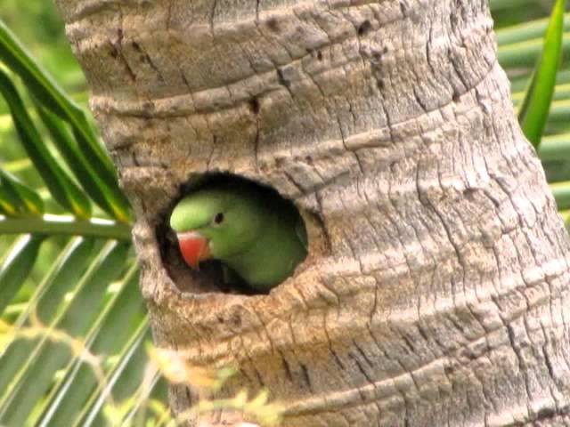 London Natural History Society - Archival images of London's parakeets