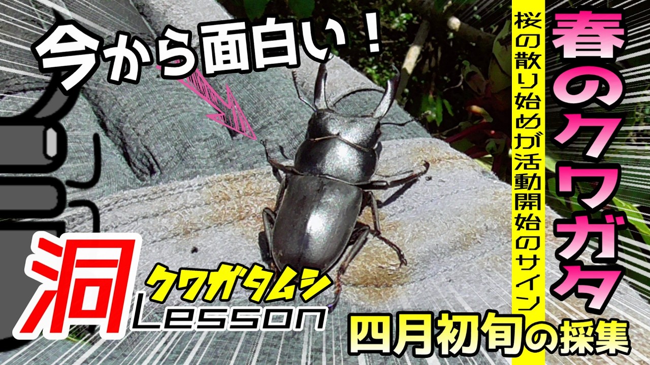 カブトムシ・クワガタムシ採集専用ネット（網）「BEETLE NET COMPACT