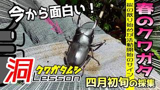オオクワガタ・ヒラタクワガタ採集の必需品！「ひっかき棒