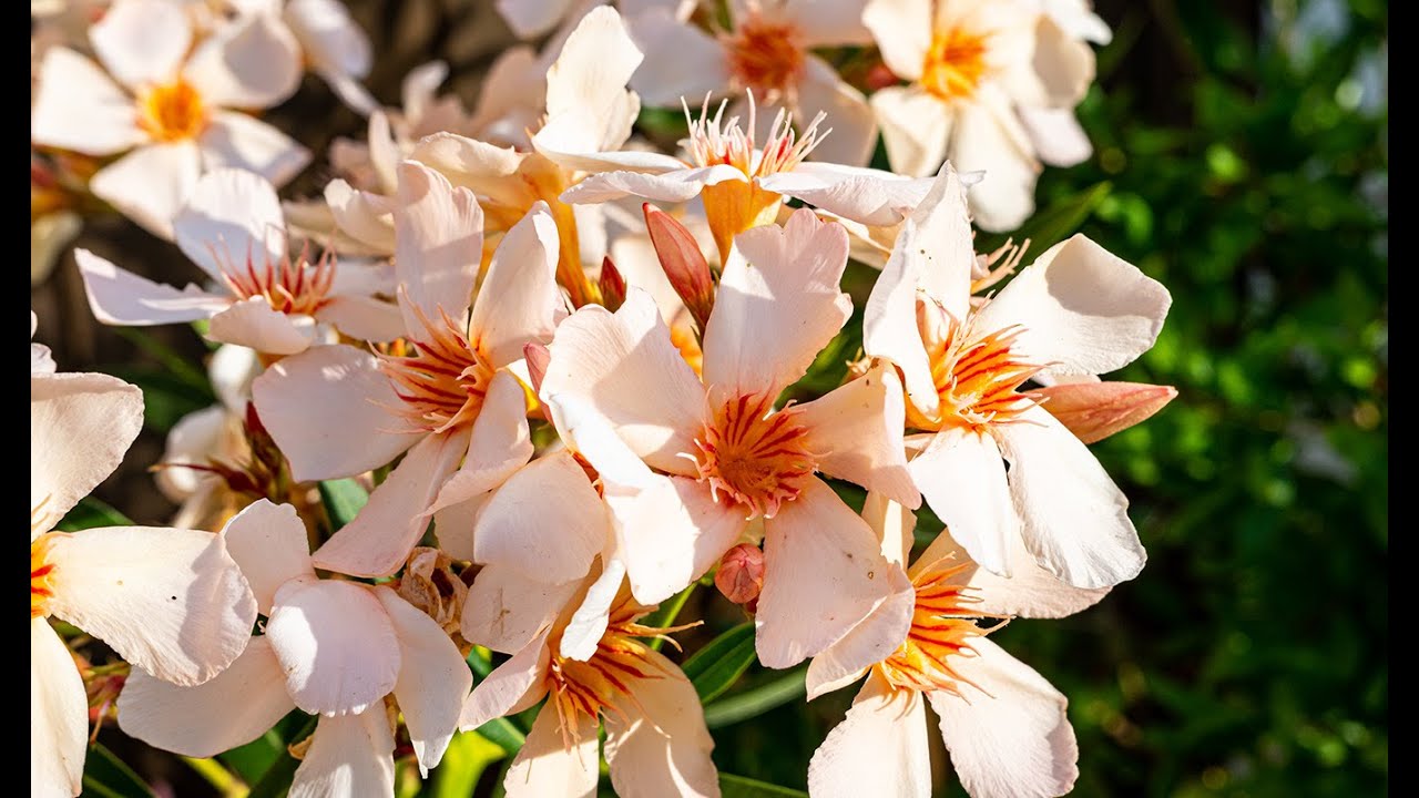 Oleander voller Blüten: Dieser Pflegeschritt hilft jetzt