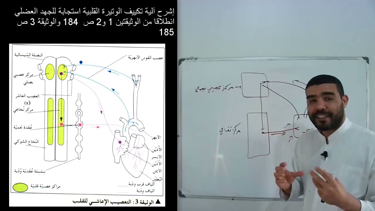أولى علوم دور النظام العصبي في إعادة التوازن الوظيفي للعضوية (الجزء الرابع)