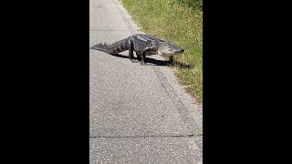 Alligator Spotted Walking in the Middle of the Road Unbothered