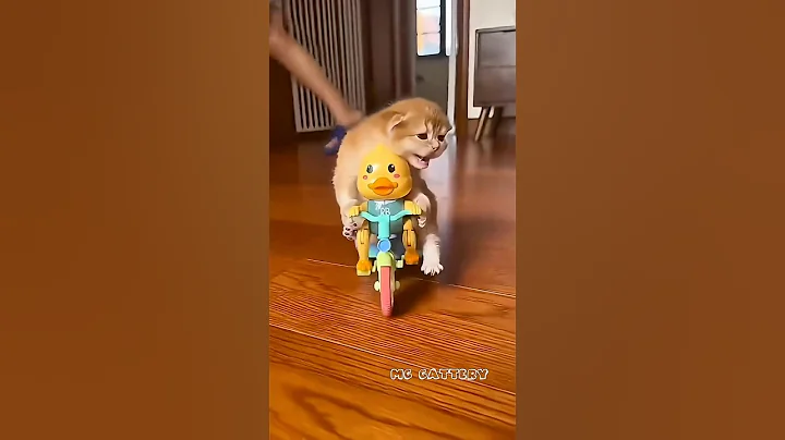 Video 11814321: cat meow kitten pets, pets meow cute kitten, kitten funny meow pets