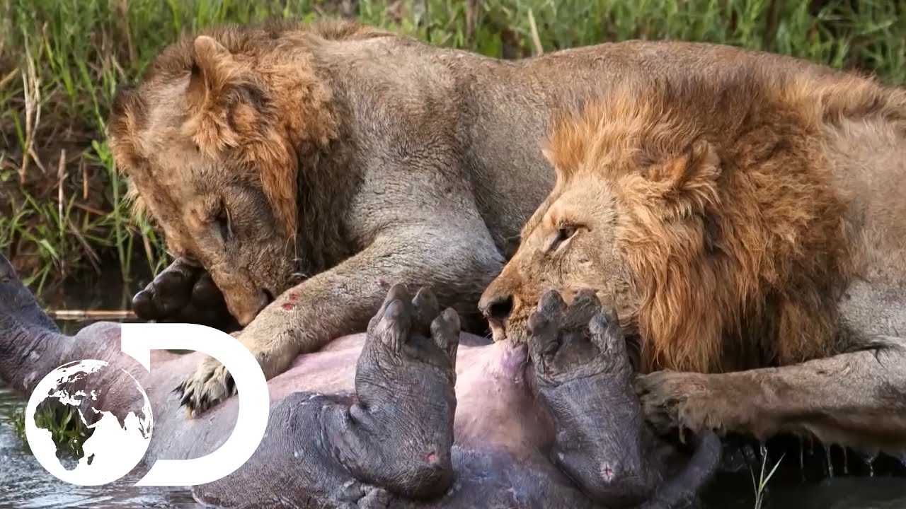  Big  Cats  Of The Wild  YouTube