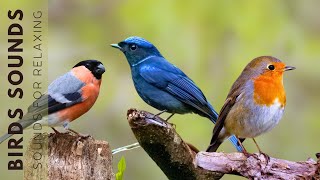 Звук щебетания птиц - 24 часа (без музыки), снятие стресса, успокаивающие звуки, щебетание птиц