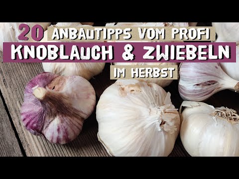 Die wichtigsten Tipps zu Knoblauch und Zwiebeln für den Anbau im Herbst!