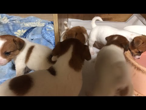 ジャックラッセルテリアのにくきゅう/JRT nikuQ がライブ配信中！
