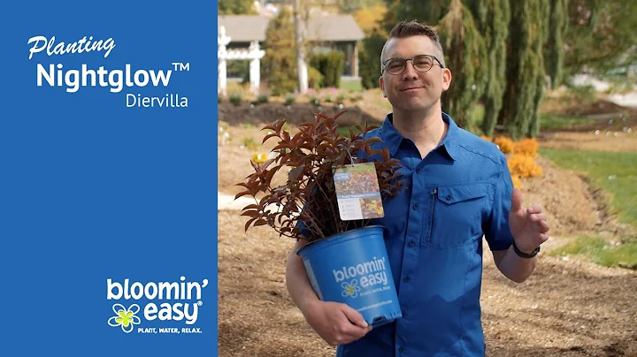 How to Plant Nightglow® Bush Honeysuckle