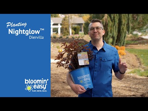 Video: Growing Diervilla Honeysuckles - Lär dig om Bush Honeysuckle Care